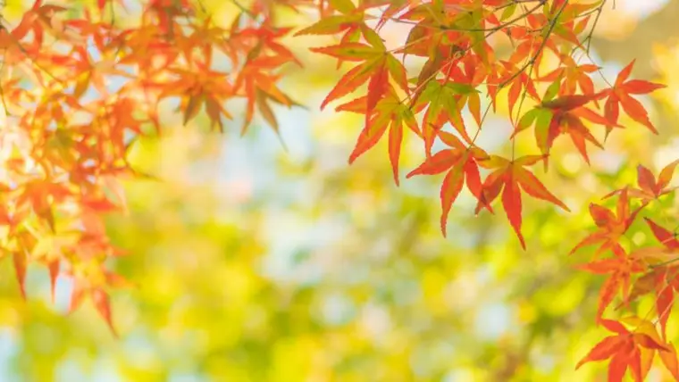 秋に向けてのからだケアNEWS2022年8月発行分