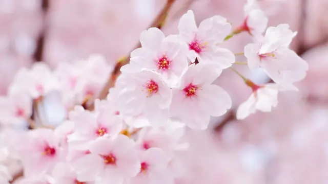 Calm NEWS 2023年4月1日号