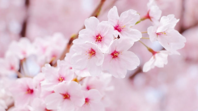 Calm NEWS 2023年4月1日号